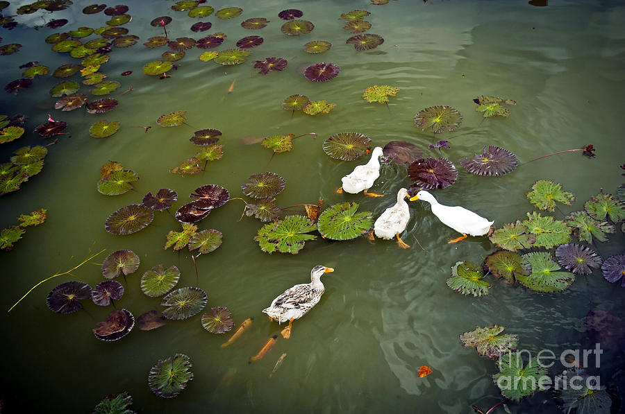 Ducks On Pond Photograph