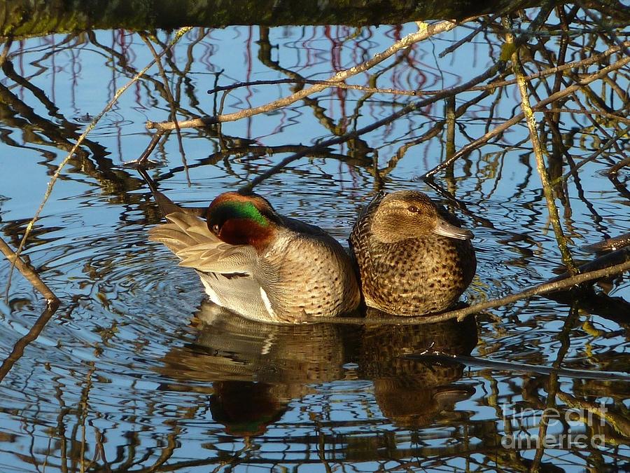 Ducky Couple #1 Photograph by Susan Garren
