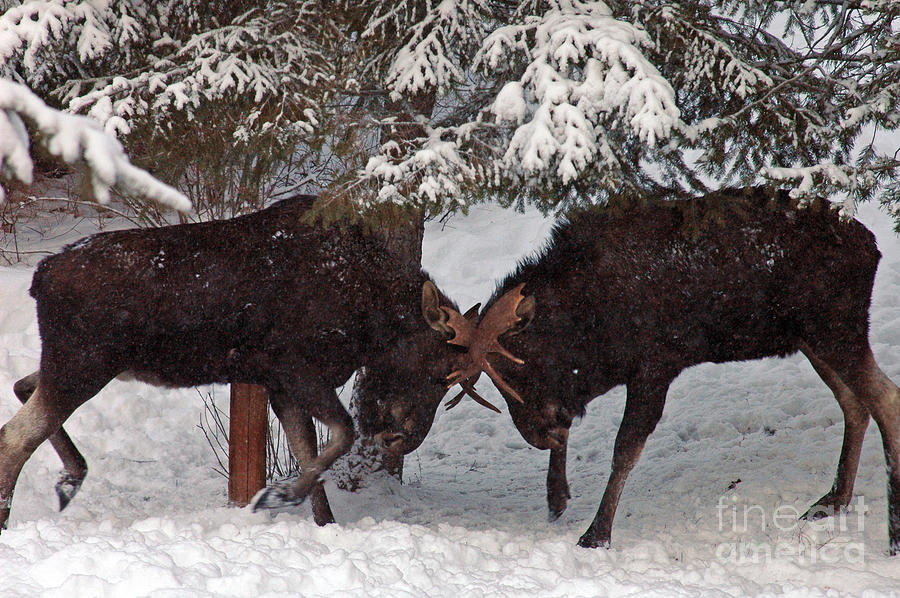 750P Dueling Moose Photograph by NightVisions