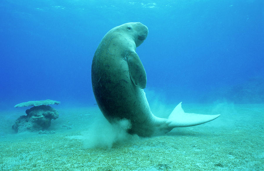 Dugong #1 Photograph by Louise Murray