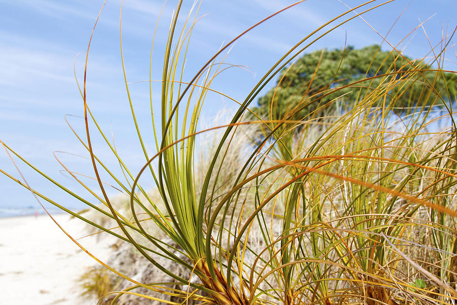 Dune grass #1 Photograph by Les Cunliffe