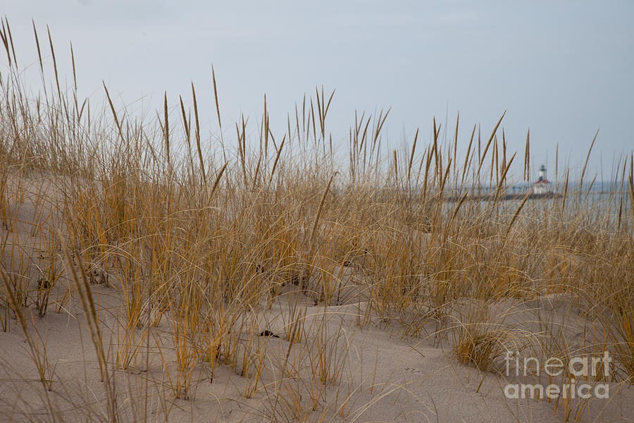 Beach Photograph - Dune Grass #1 by Timothy Johnson
