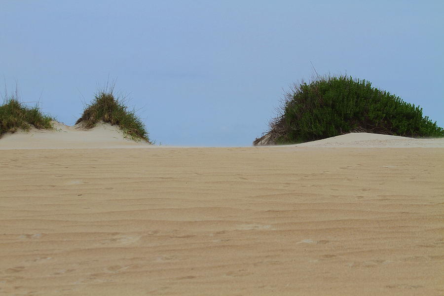 Beach Photograph - Dunes and Grasses 9 #1 by Cathy Lindsey