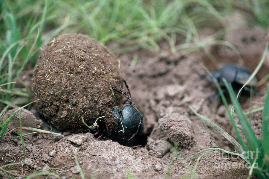Dung Beetle #1 Photograph by Gregory G. Dimijian, M.D.