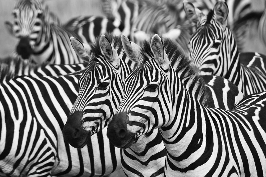 Duo in Stripes #2 Photograph by Michele Burgess