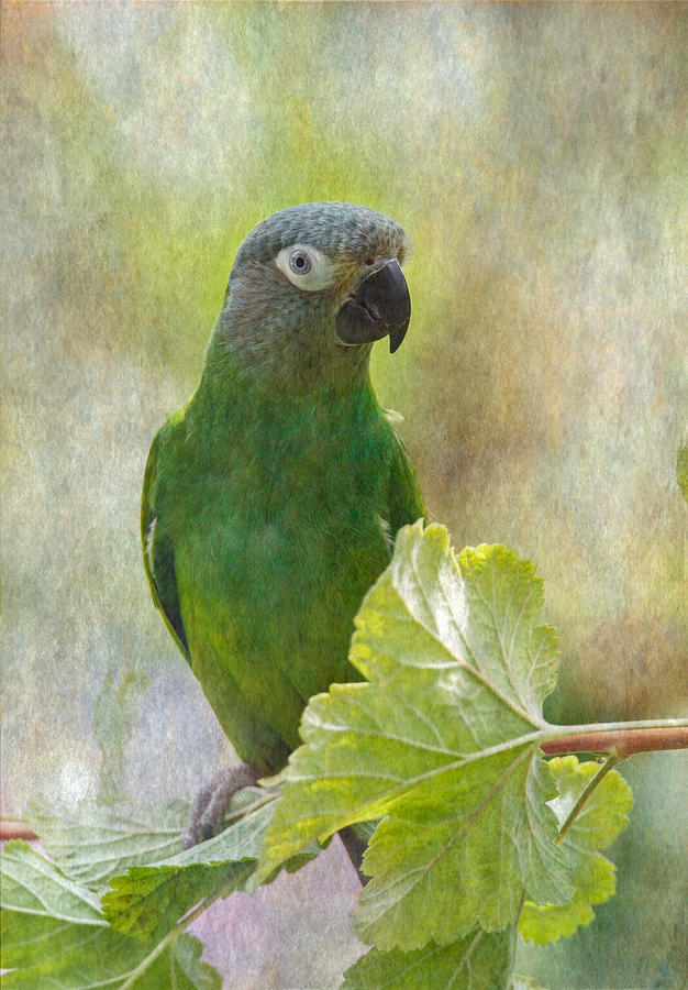 Dusky Conure #1 Photograph by Angie Vogel