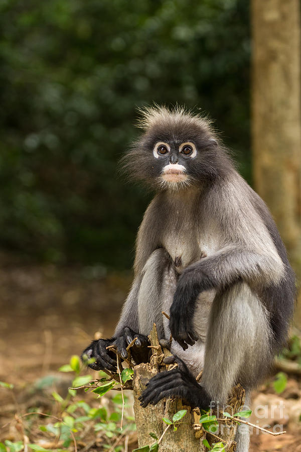 Dusky Leaf Monkey Photograph by Tosporn Preede - Fine Art America