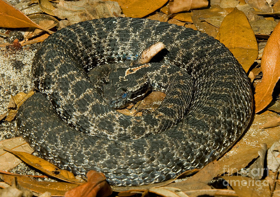 Dusky Pigmy Rattlesnake #1 Photograph by Millard H. Sharp
