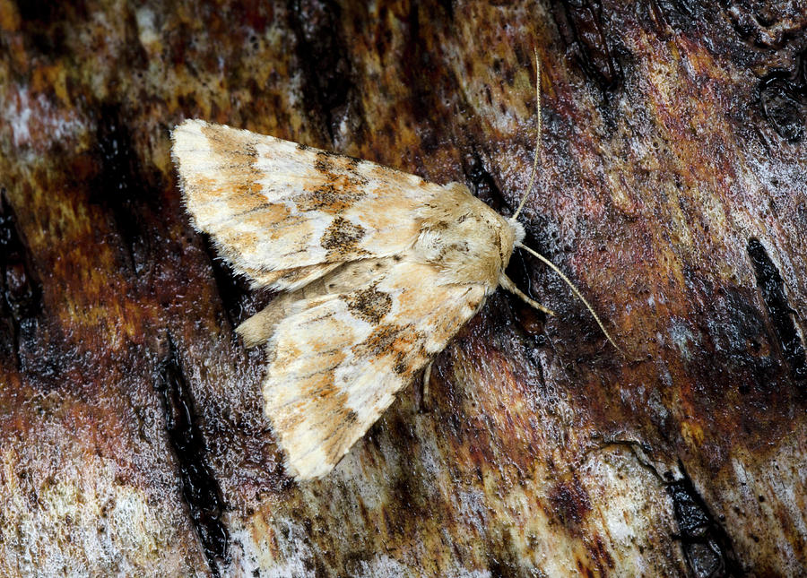 Dusky Sallow Moth #1 Photograph by Nigel Downer