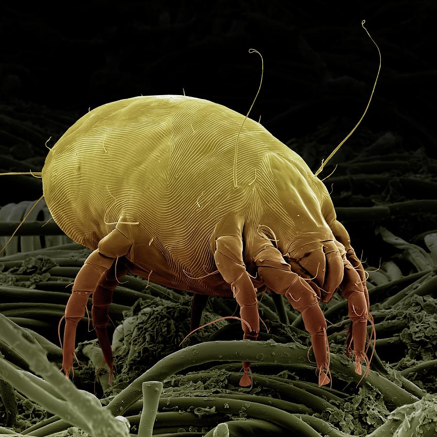 Dust Mite #1 Photograph by Clouds Hill Imaging Ltd