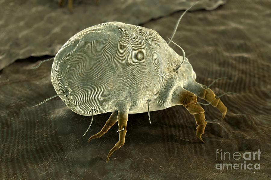 Dust Mite #1 Photograph by Science Picture Co