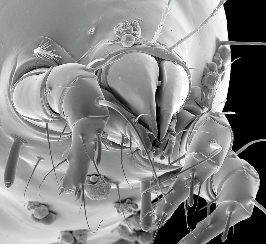 Dust Mite #1 Photograph by Steve Gschmeissner/science Photo Library