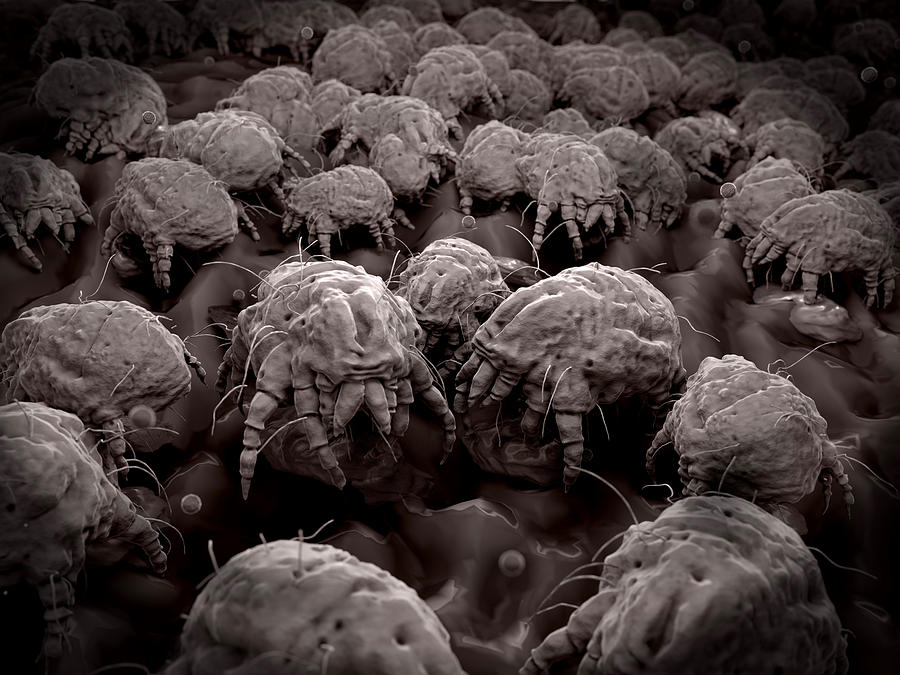 Dust Mites, Illustration #1 Photograph by Juan Gaertner