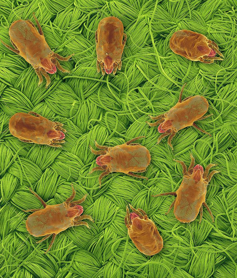 Dust Mites On Wool Fabric Photograph by Dennis Kunkel Microscopy