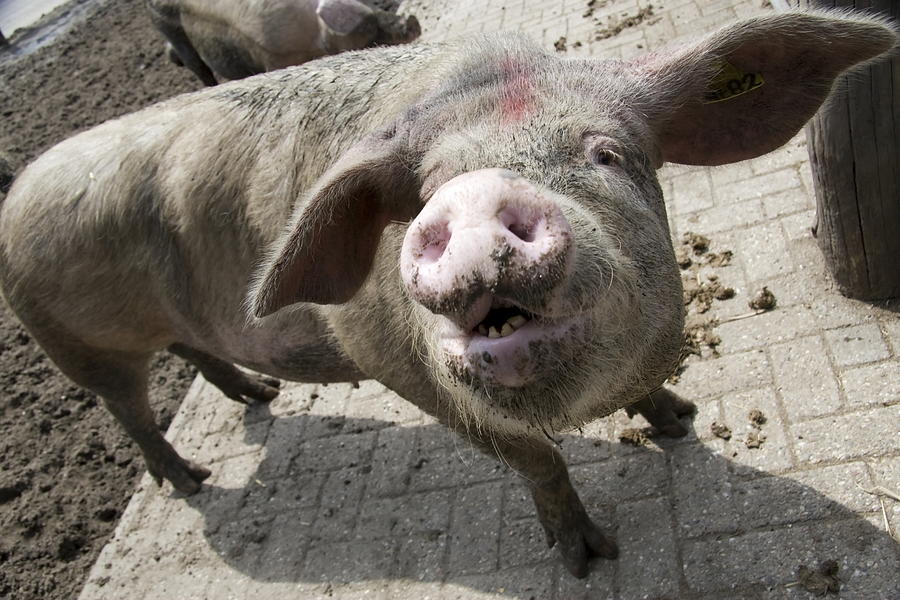 Dutch pig petting Presikhaaf in Arnhem Netherlands Photograph by Ronald ...