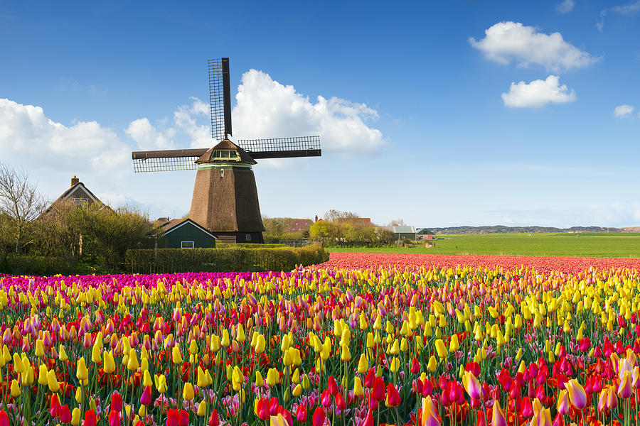 Dutch Spring Scene #1 Photograph by JacobH