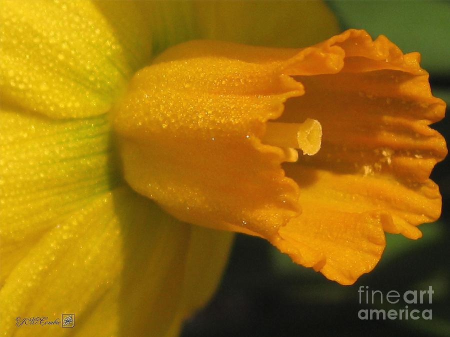 Flower Photograph - Dwarf Cyclamineus Daffodil named Jet Fire #1 by J McCombie