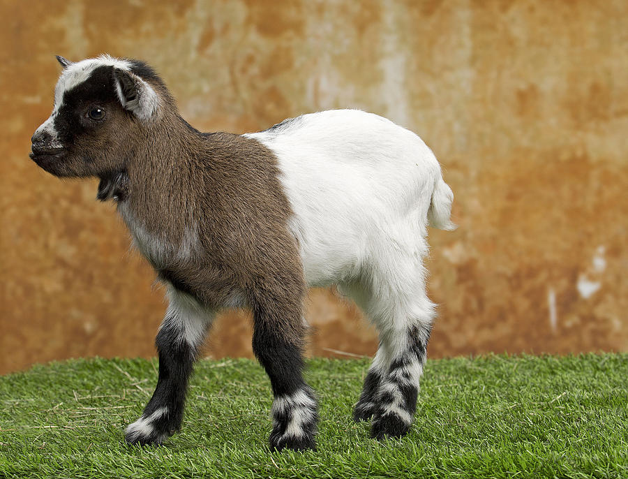 Dwarf Goat #1 Photograph by Jean-Michel Labat