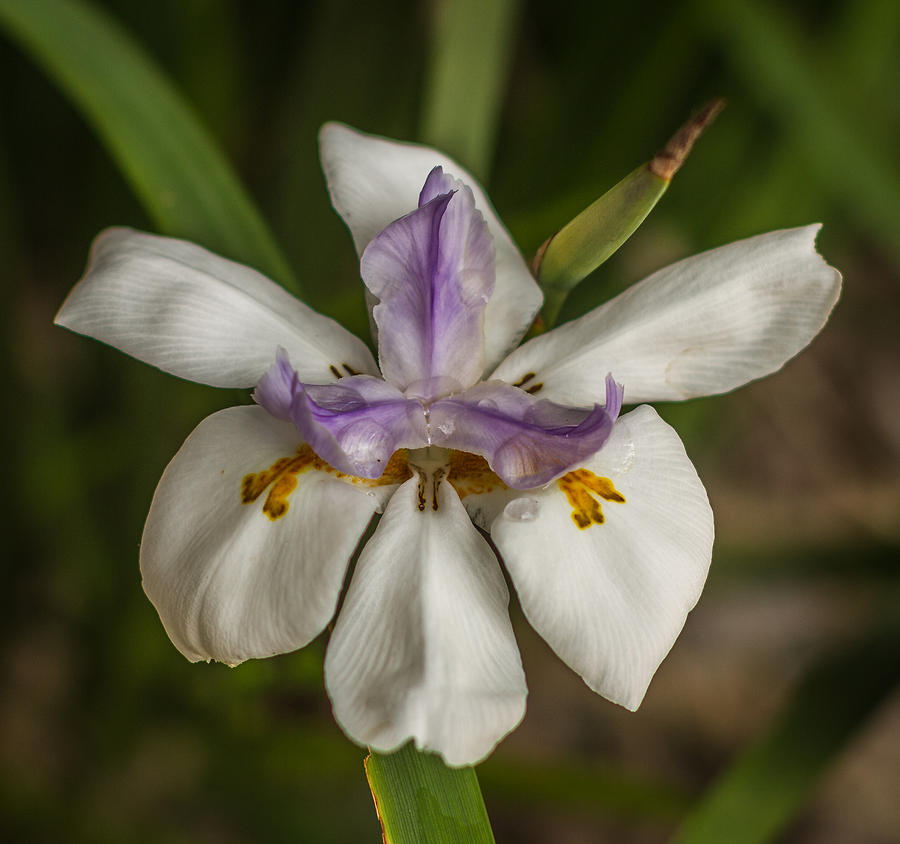Dwarf Iris #1 Photograph by Jane Luxton