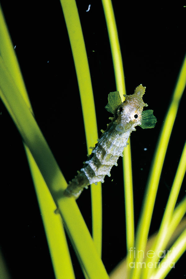 Fish Photograph - Dwarf Seahorse #1 by Gregory G. Dimijian