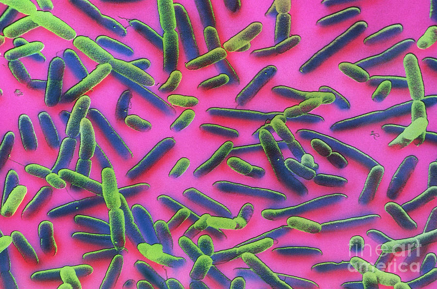 E. Coli Bacteria #1 Photograph by David M. Phillips