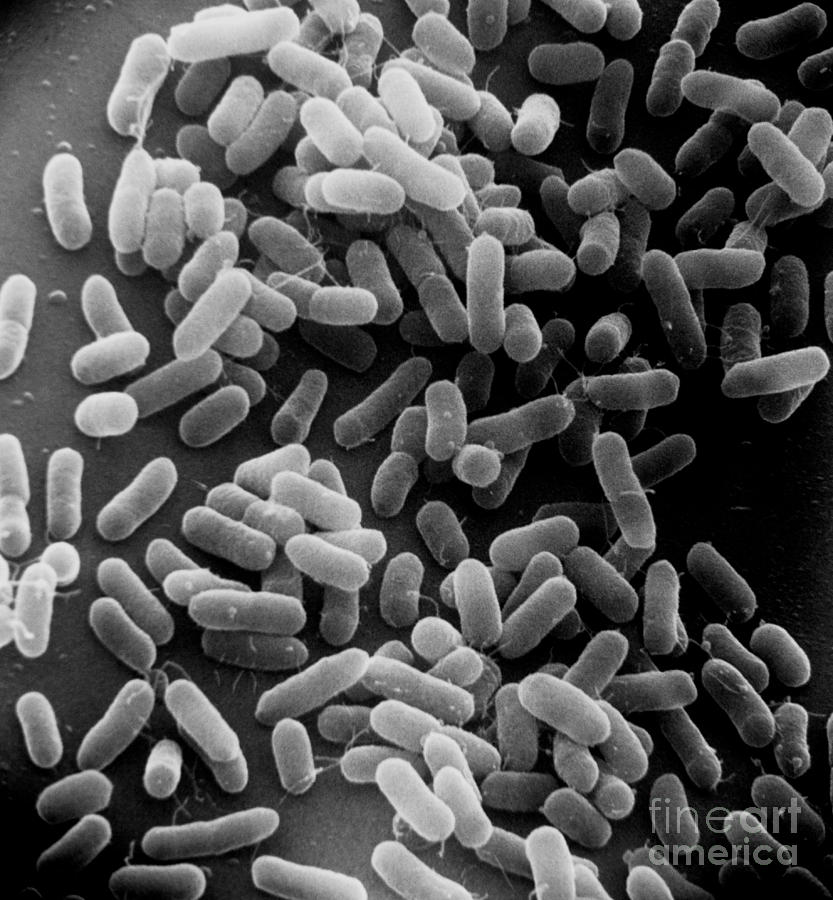 E. Coli Bacteria Sem X22,000 #1 Photograph by David M. Phillips