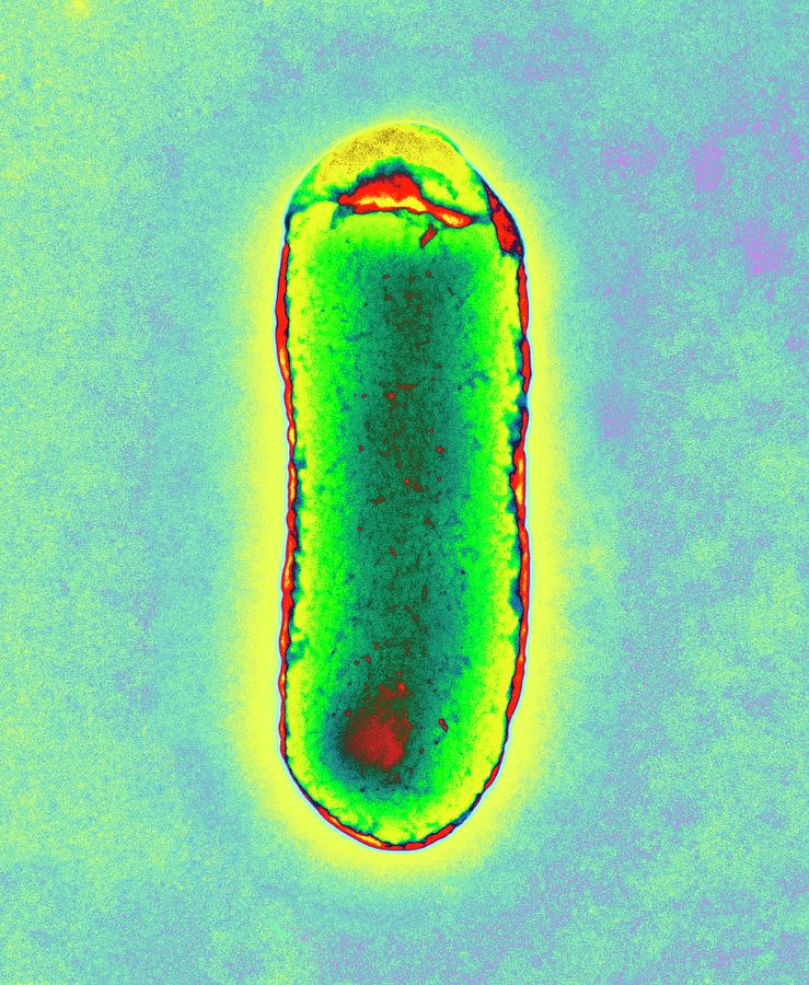 Escherichia Coli Photograph - E. Coli Bacterium #1 by Centre For Infections/public Health England/science Photo Library