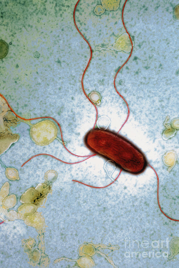 E. Coli Bacterium #1 Photograph by Kwangshin Kim