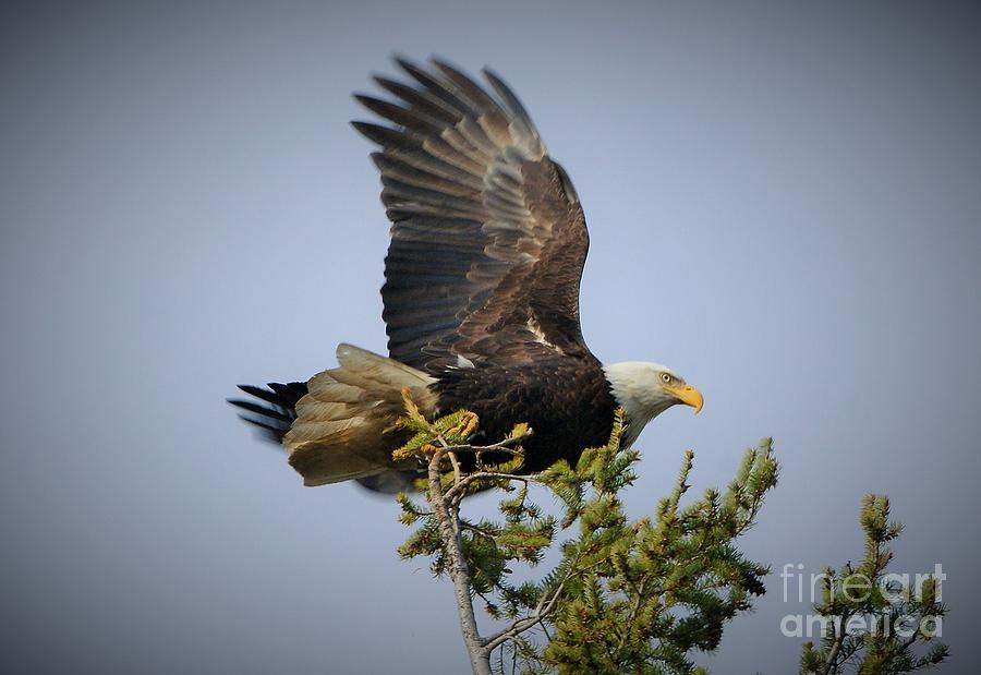 Eagle at the Kettle River Photograph by Loni Collins