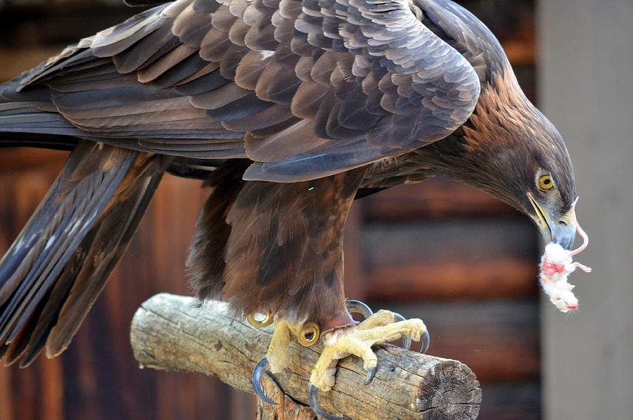 Eagle Eye #1 Photograph by Fraida Gutovich