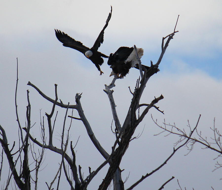 Eagle Fight 4 #1 Photograph by Trent Mallett