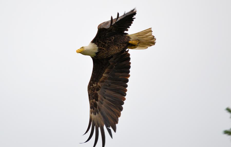 Eagle Flight Photograph by Bonfire Photography