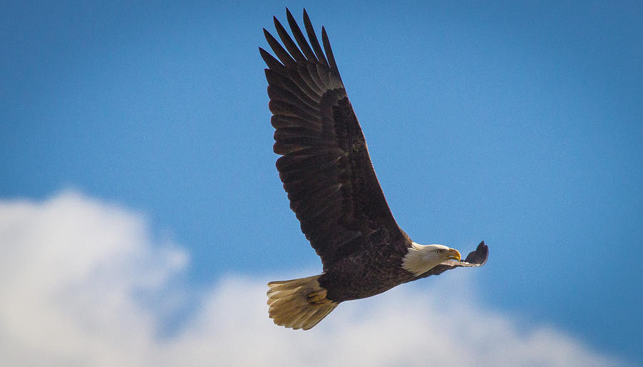 Eagle Photograph - Eagle in flight #1 by Jahred Allen
