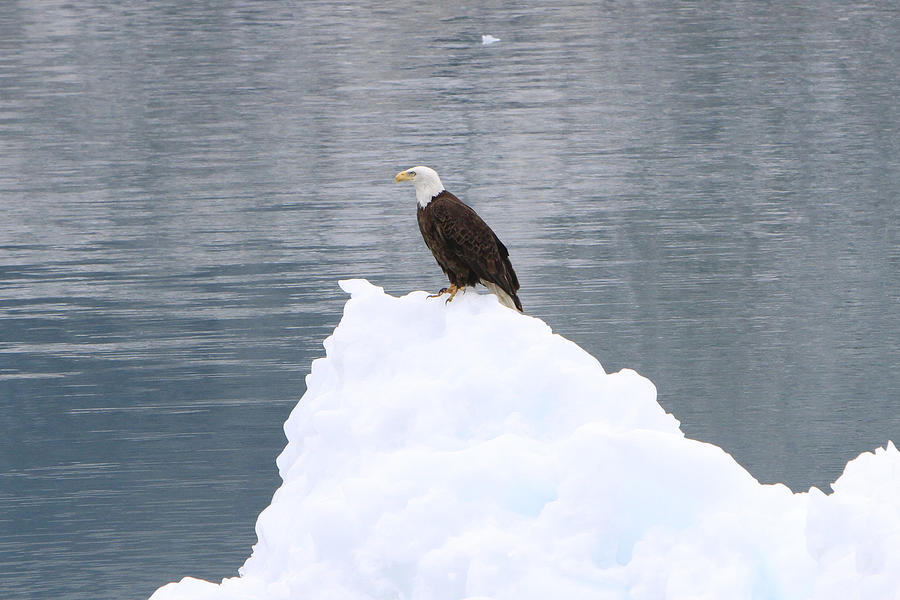 Eagle on Ice #1 Photograph by Shoal Hollingsworth