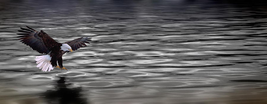 Eagle Over Water #1 Photograph by Panoramic Images