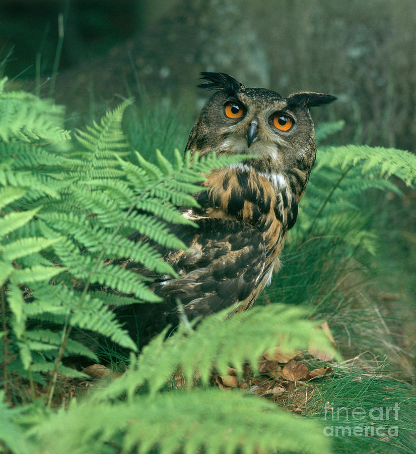 Owl Photograph - Eagle Owl #12 by Hans Reinhard