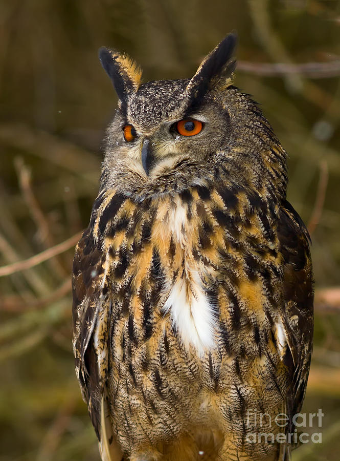 Eagle Owl #1 Photograph by Les Palenik