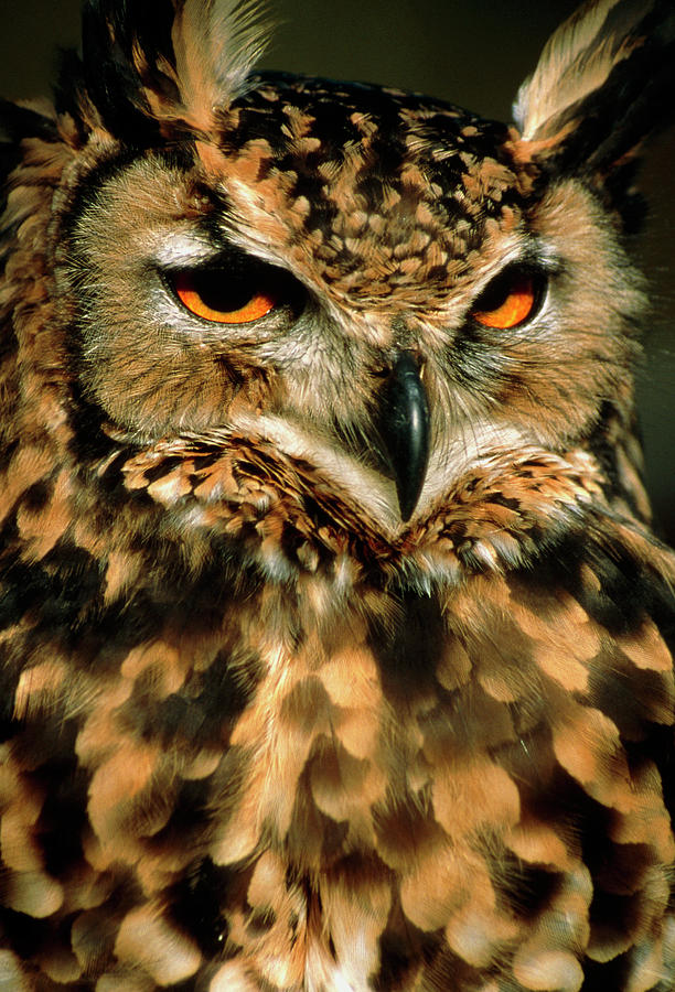 Eagle Owl #1 Photograph by Simon Fraser/science Photo Library