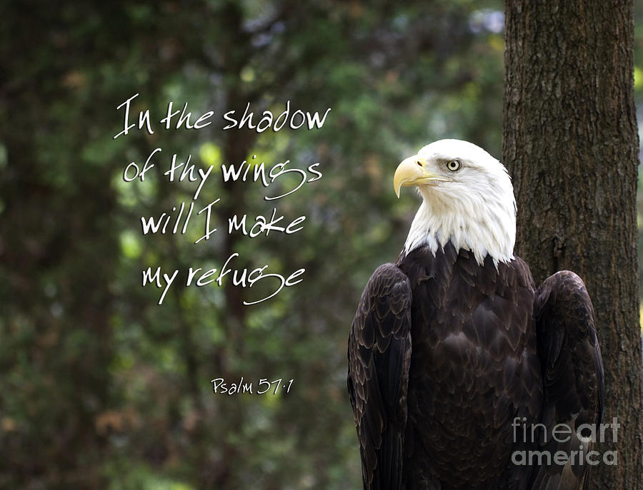 Eagle Scripture Photograph by Jill Lang