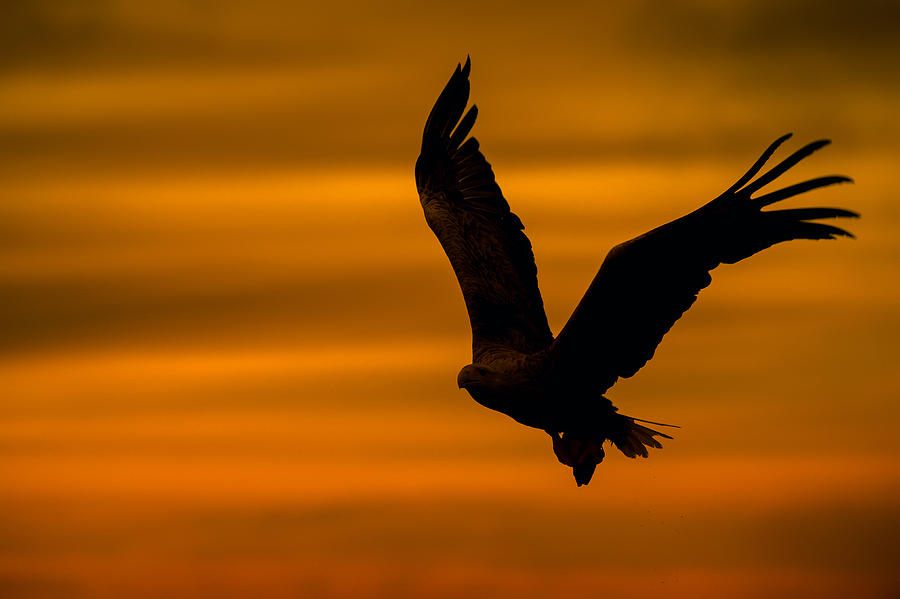 Eagle Silhouette #1 Photograph by Andy Astbury
