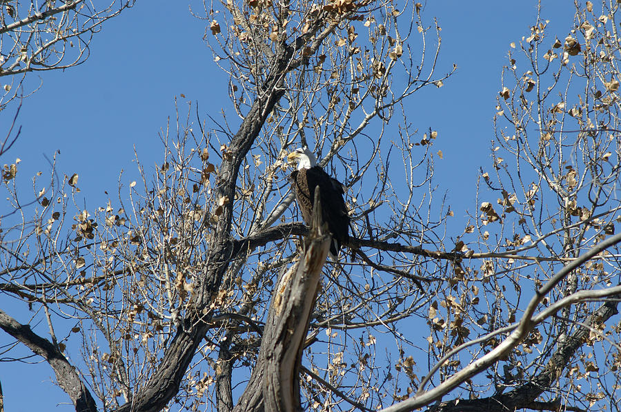 Eagle Surveillance #2 Photograph by James Gay