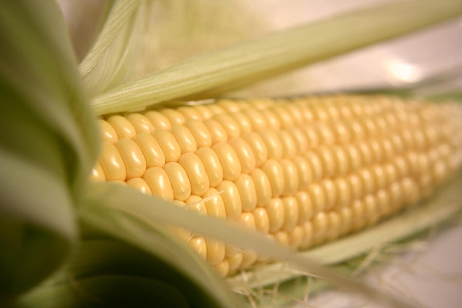 Ear Of Corn #1 Photograph by Science Source