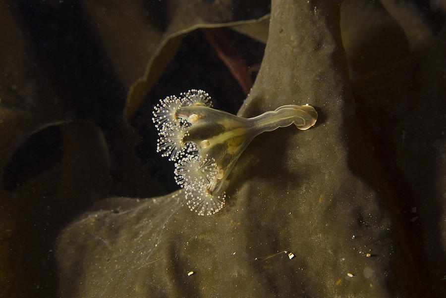 Eared Stalked Jellyfish #1 Photograph by Andrew J. Martinez