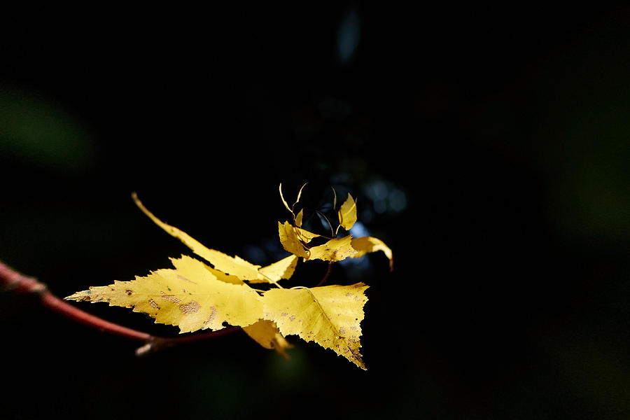 Fall Photograph - Early Fall of  Downy Birch #1 by Jouko Lehto