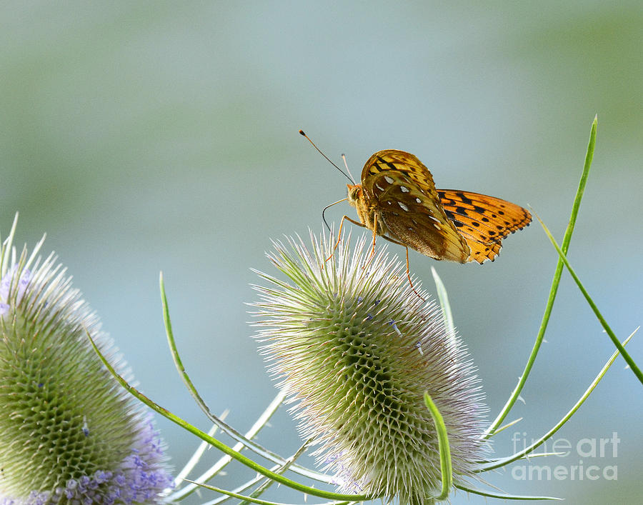 Early Morning Butterfly #1 Photograph by Dennis Hammer