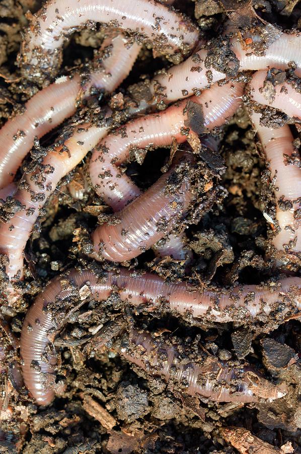 Earthworms Feeding On Fallen Leaves #1 Photograph by Dr Jeremy Burgess/science Photo Library