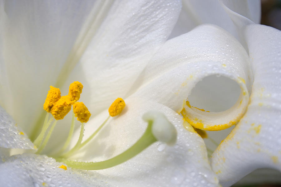 Easter Lily Lilium Longiflorum #1 Photograph by Bonnie Sue Rauch