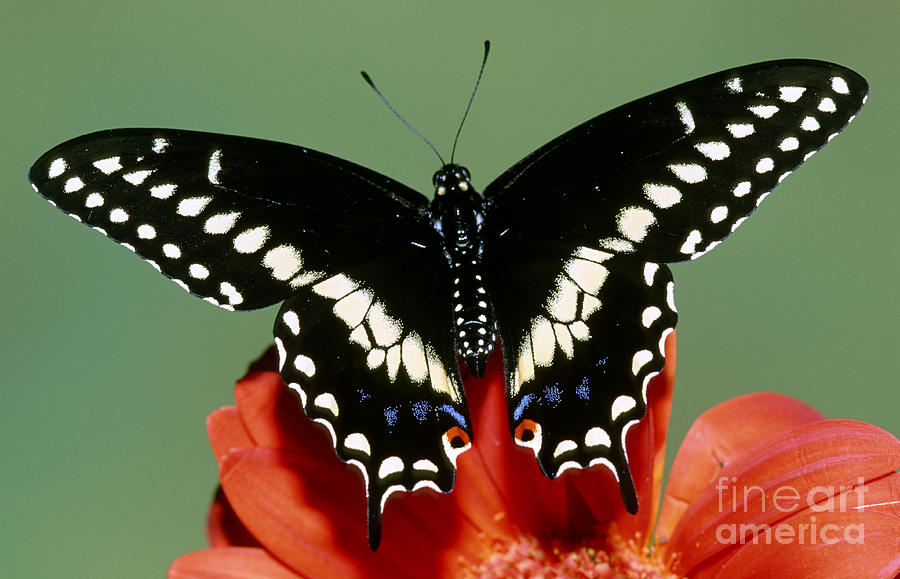 Eastern Black Swallowtail Butterfly #1 Photograph by Millard H. Sharp