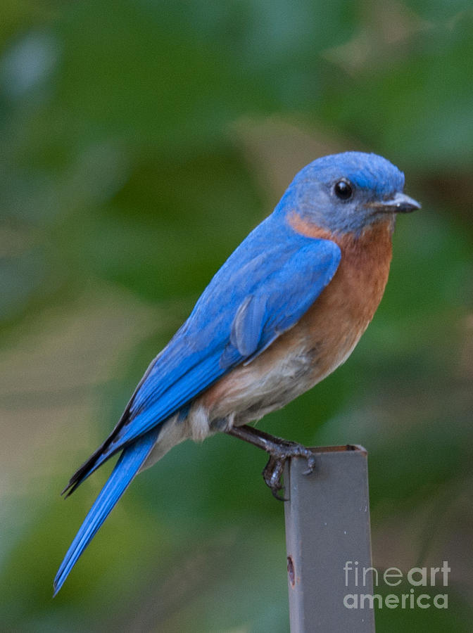 Eastern Blue Bird Photograph