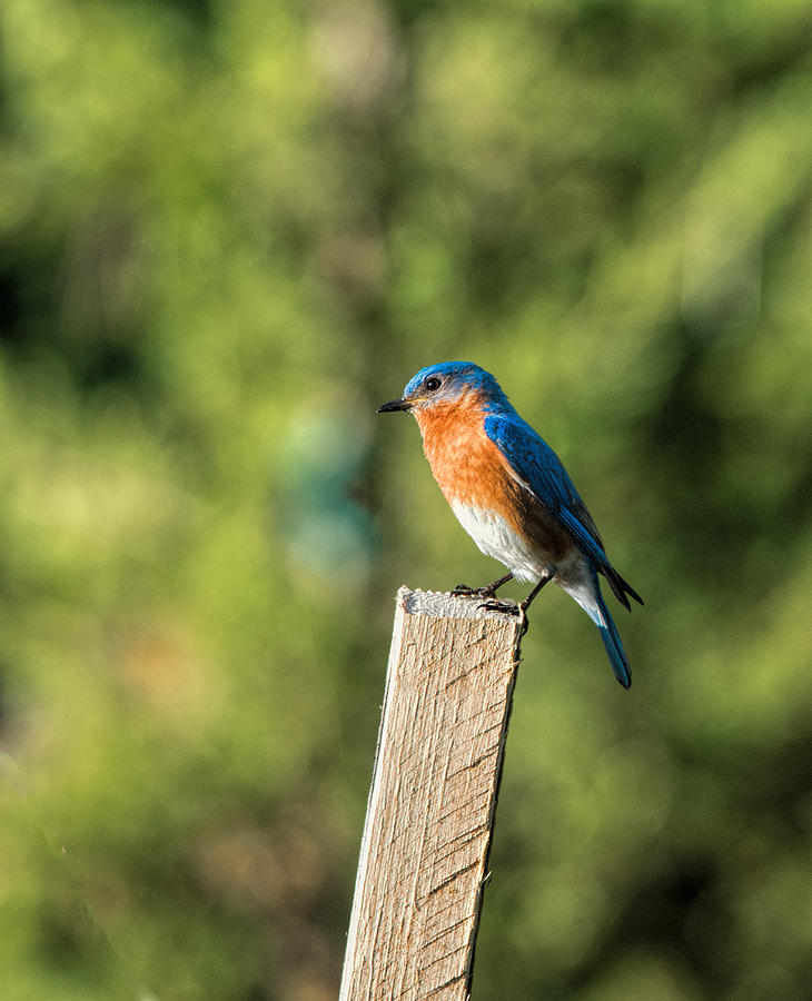 Eastern Bluebird #1 Photograph by David Kay